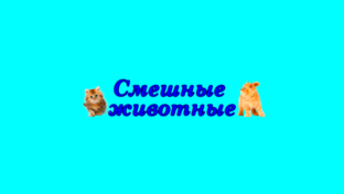 dzen Смешные животные 